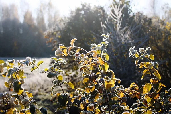 Details Der Herbstnatur Morgenreif Auf Pflanzen — Stockfoto