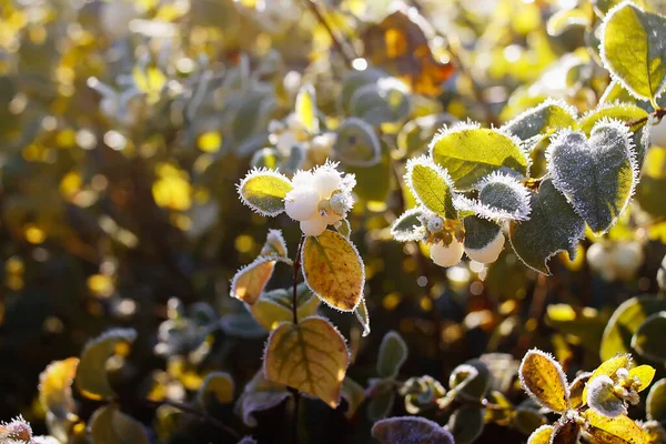 Najaar Natuur Details Ochtend Rijm Planten — Stockfoto