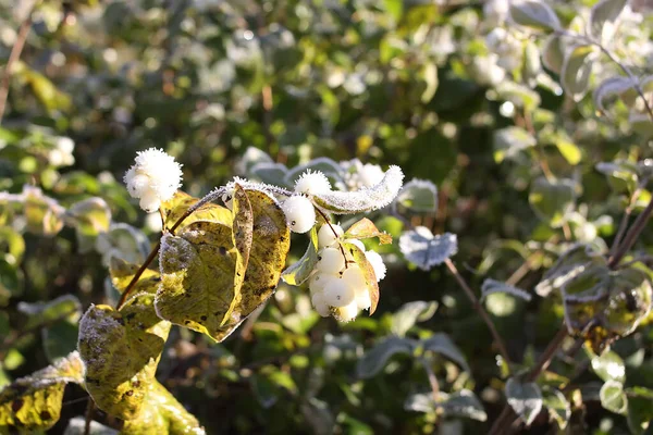 Details Der Herbstnatur Morgenreif Auf Pflanzen — Stockfoto