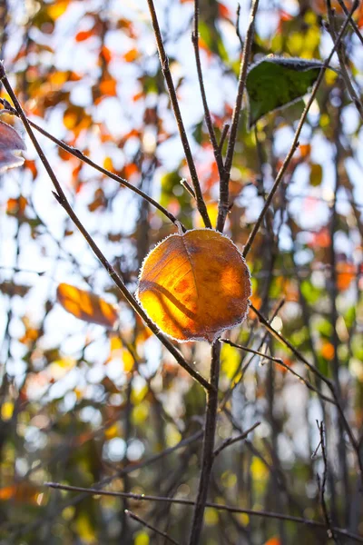 Höstens Naturdetaljer Morgonrodnad Växter — Stockfoto
