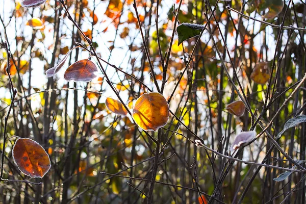 Podzimní Detaily Přírody Ranní Rime Rostlinách — Stock fotografie