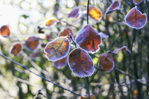 Осенние Природные Детали Утренний Рай Растениях — стоковое фото