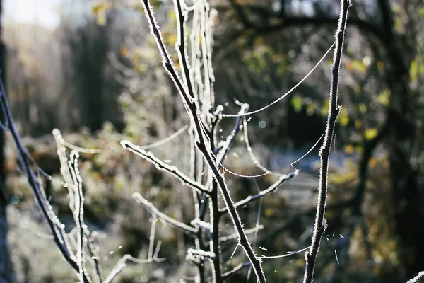 Höstens Naturdetaljer Morgonrodnad Växter — Stockfoto