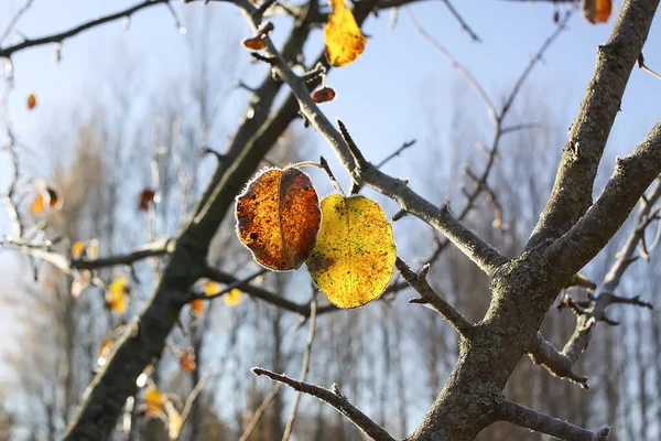 Podzimní Detaily Přírody Ranní Rime Rostlinách — Stock fotografie