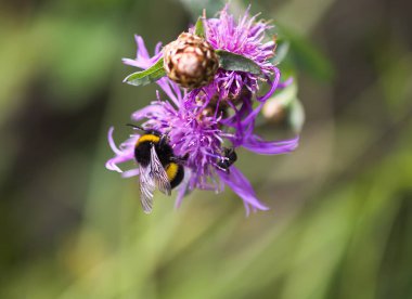 Kırsaldaki yaz tarlasında mor kır çiçekleri üzerinde nektar toplayan bal arısı..