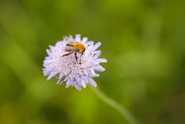 Kırsaldaki yaz tarlasında mor kır çiçekleri üzerinde nektar toplayan bal arısı..