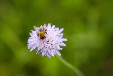 Kırsaldaki yaz tarlasında mor kır çiçekleri üzerinde nektar toplayan bal arısı..