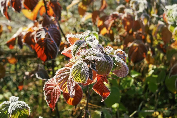 Details Der Herbstnatur Morgenreif Auf Pflanzen — Stockfoto