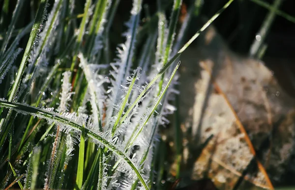 秋の自然詳細 植物の朝のライム — ストック写真