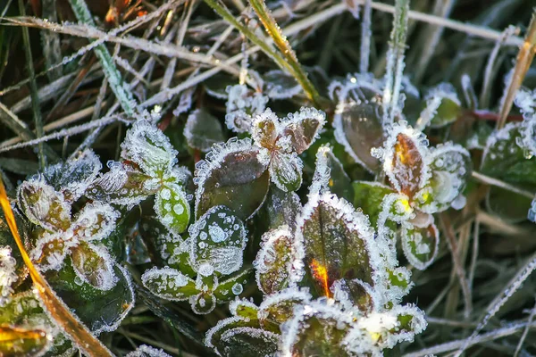 Winter Natuur Planten Ochtend Rijme — Stockfoto