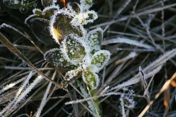 Winter Natuur Planten Ochtend Rijme — Stockfoto