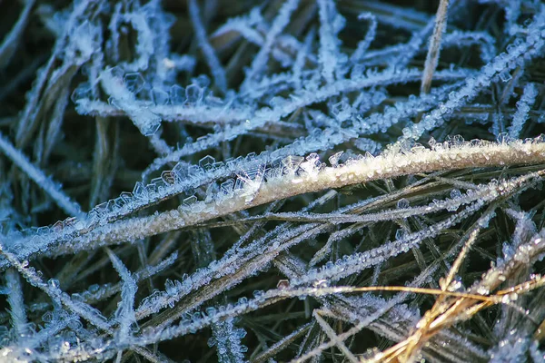 Winternatur Pflanzen Morgengrauen — Stockfoto