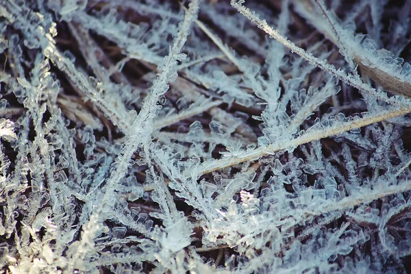 Naturaleza Invernal Las Plantas Mañana Rime — Foto de Stock