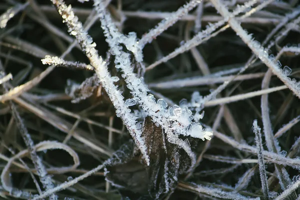 Winternatur Pflanzen Morgengrauen — Stockfoto