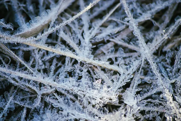 Naturaleza Invernal Las Plantas Mañana Rime — Foto de Stock