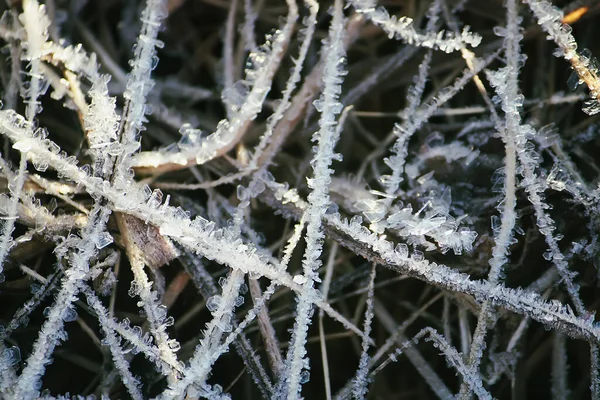 Winternatur Pflanzen Morgengrauen — Stockfoto