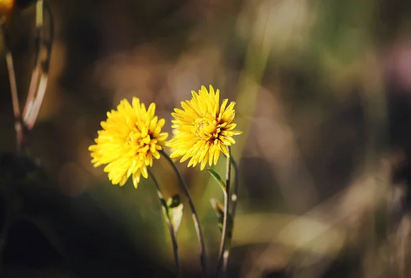 Belas Flores Amarelas Natureza — Fotografia de Stock