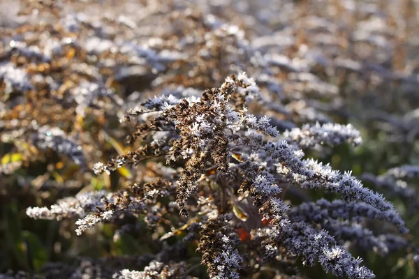 Mooi Botanisch Schot Natuurlijk Behang — Stockfoto