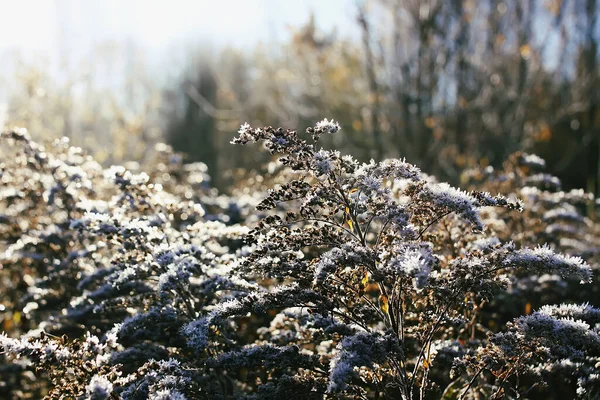 Naturaleza Invernal Campo — Foto de Stock