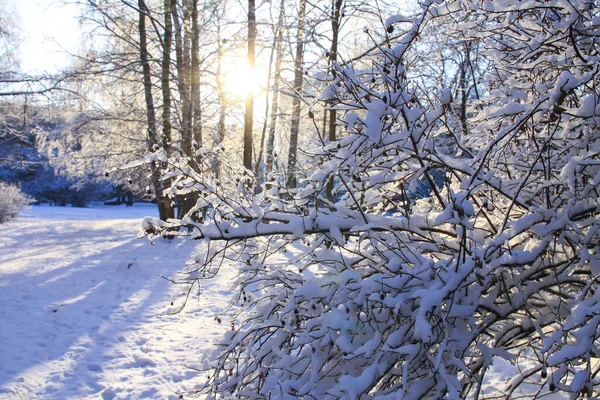 田舎の冬の自然 — ストック写真