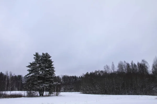 Kırsal Kesimde Kış Manzarası — Stok fotoğraf