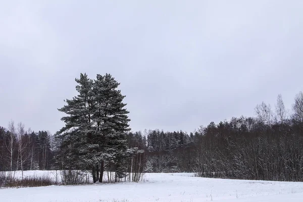 Téli Természet Vidéken — Stock Fotó