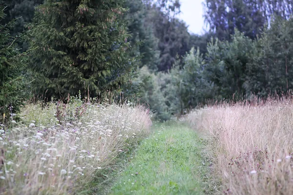 Passo Passo Campo Verão Campo — Fotografia de Stock