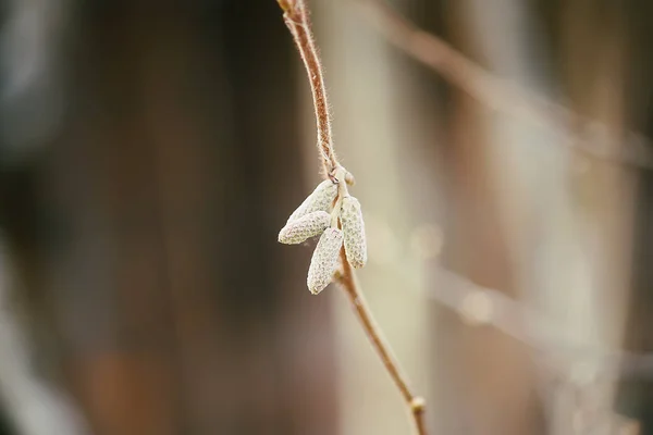 Close Young Beautiful Plant — Stockfoto