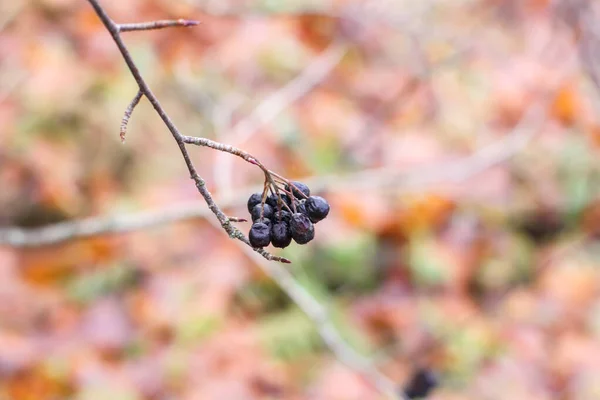 Close Bunch Berries Branch — Fotografia de Stock