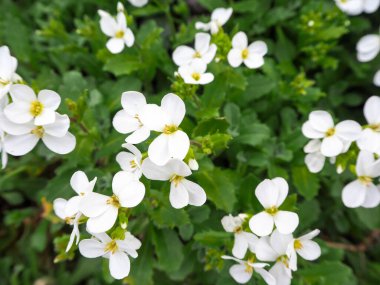 Yeşil arka planda bir sürü küçük beyaz dağ çiçeği var.