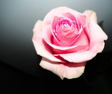 Gri arkaplanda büyük pembe bir gül tomurcuğu