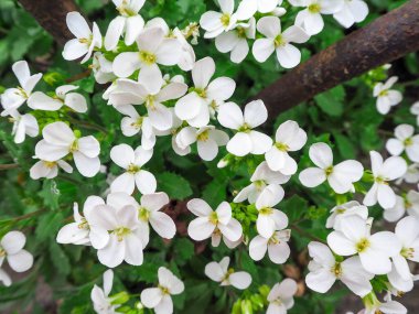 Pek çok küçük beyaz dağ çiçeğini yeşil arka planda kapatın.