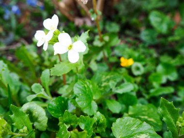 Pek çok küçük beyaz dağ çiçeğini yeşil arka planda kapatın.