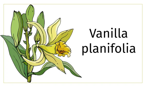 Βανίλια λουλούδι σε λευκό φόντο. Ρεαλιστική διανυσματική απεικόνιση. Τροπικό λουλούδι βανίλια πλανιφόλια — Διανυσματικό Αρχείο