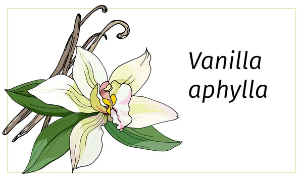 Βανίλια λουλούδι σε λευκό φόντο. Ρεαλιστική διανυσματική απεικόνιση. Τροπικό λουλούδι βανίλια αναφύλλα — Διανυσματικό Αρχείο