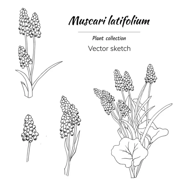 Black and white set of spring flowers cut to white. Hand-drawn vector illustration of Muscari latifolium. — ストックベクタ