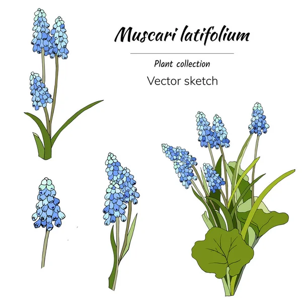 Ένα Σετ Από Ανοιξιάτικα Χρώματα Muscari Latifolium Λευκό Φόντο Διάνυσμα — Διανυσματικό Αρχείο