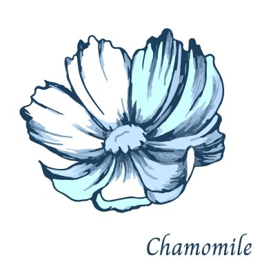 Beyaz arka planda mavi papatya boyalı mürekkep. Vektör illüstrasyonu beyaza kesildi.