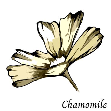 Bahar papatyası, beyaz arka planda mürekkeple elle çizilmiş eskiz. Vektör illüstrasyonu.