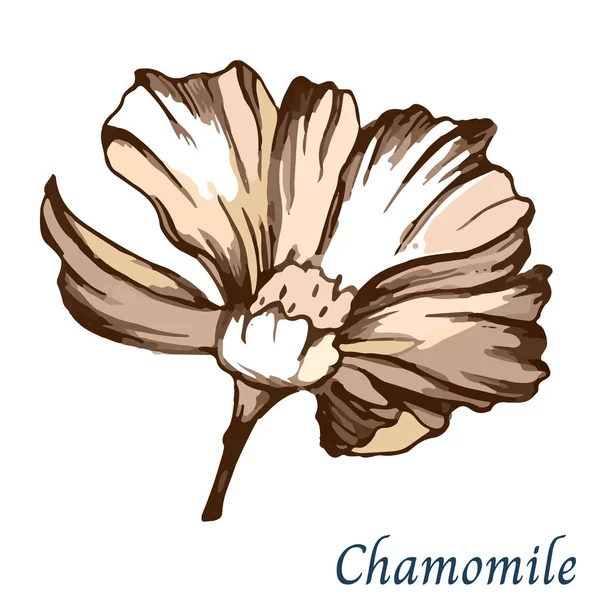 Χαμομήλι Ζωγραφισμένο Στο Χέρι Μελάνι Λευκό Φόντο Εικονογράφηση Διάνυσμα Φυτά — Διανυσματικό Αρχείο