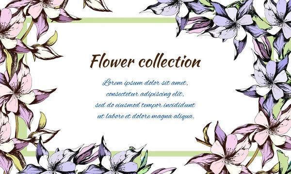 Frühlingsflorales Banner Auf Weißem Hintergrund Tusche Gezeichnete Aquilegia Blume Vektorillustration — Stockvektor