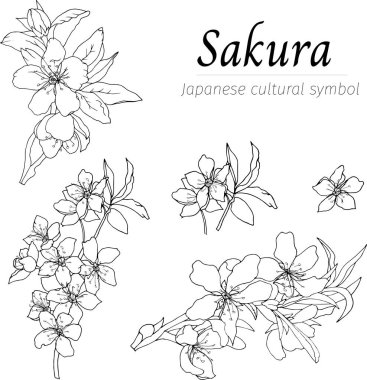 Siyah beyaz sakura çiçekleri. Beyaz arkaplanda kesilen vektör elle çizilmiş illüstrasyon.