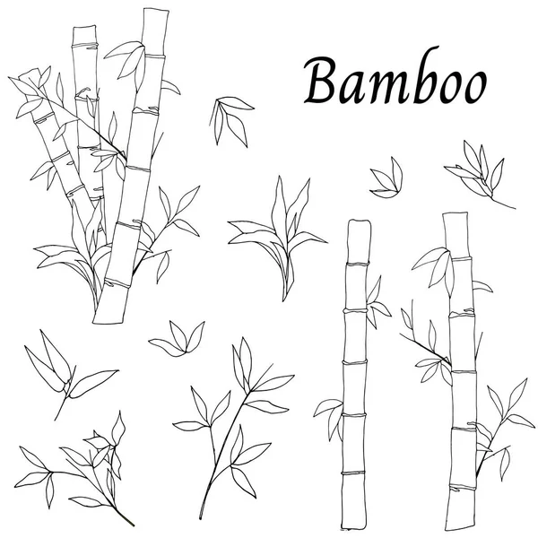 Ensemble Bambou Noir Blanc Illustration Vectorielle Contour Dessinée Main Sur — Image vectorielle