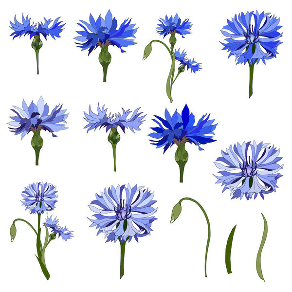 Васильковый набор, голубые цветы, вырезанные на белом. Коллекция цветов ручной работы для использования в дизайне
.