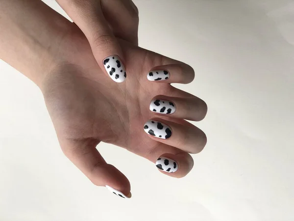 Manicura femenina en blanco con manchas negras — Foto de Stock