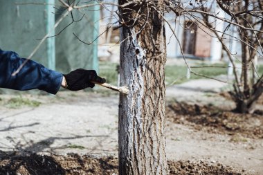 Ağacı kemirgenlere karşı korumak için beyaz boyayla kaplayan adam, baharda bahçe işleri, beyazlatılmış ağaçlar. Bahçede iş.