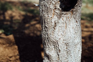 Ağacı kemirgenlere karşı korumak için beyaz boyayla kaplayan adam, baharda bahçe işleri, beyazlatılmış ağaçlar. Bahçede iş.