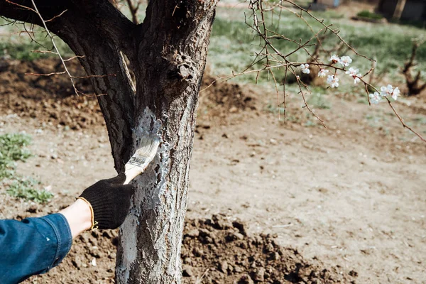 Homme Couvrant Arbre Peinture Blanche Pour Protéger Contre Les Rongeurs — Photo