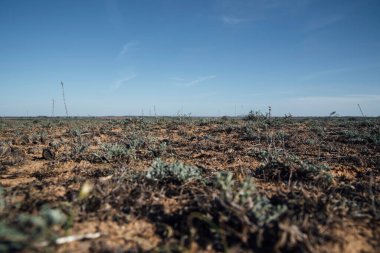 Steppe manzarası. Sıcak kumdaki küçük yeşil bitki örtüsü. Monoton bozkır, bozkır mesafesi.
