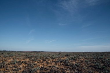 Steppe manzarası. Sıcak kumdaki küçük yeşil bitki örtüsü. Monoton bozkır, bozkır mesafesi.